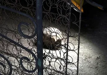 Bahçede temizlik yaparken insan kafatası buldu!