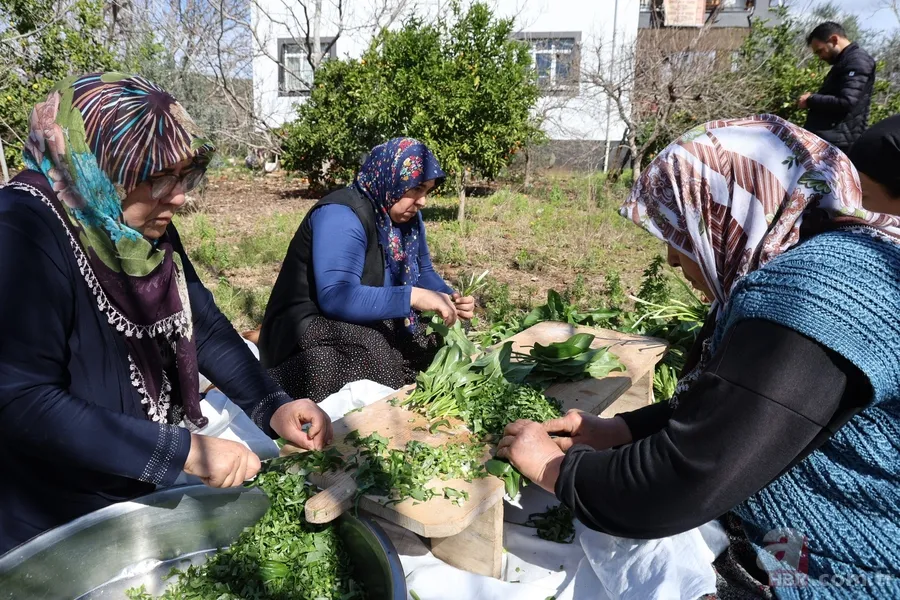 Yılda sadece iki ay toplanıyor! Zehirden şifaya mucizevi dönüşüm 2