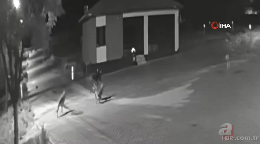 Kurt sürüsü sokak ortasında saldırıp paramparça etti! İşte korkunç anlar 8