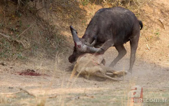 Böylesini daha önce hiç görmediniz 43