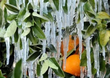 Meteorolojiden "zirai don" uyarısı