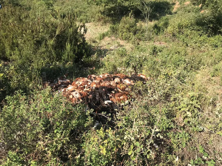 İznik'te 6 bin tavuk ölüsü bulundu - 4
