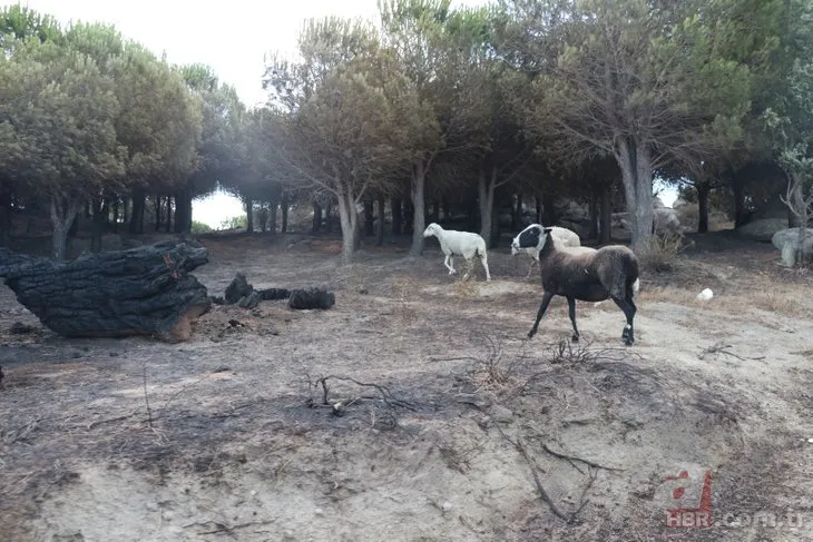 Marmara Adası’ndaki orman yangınından geriye bu kareler kaldı!