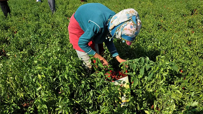 Sofraların vazgeçilmezi olan pul biber Gaziantep'ten 25 ülkeye ihraç ediliyor - 6