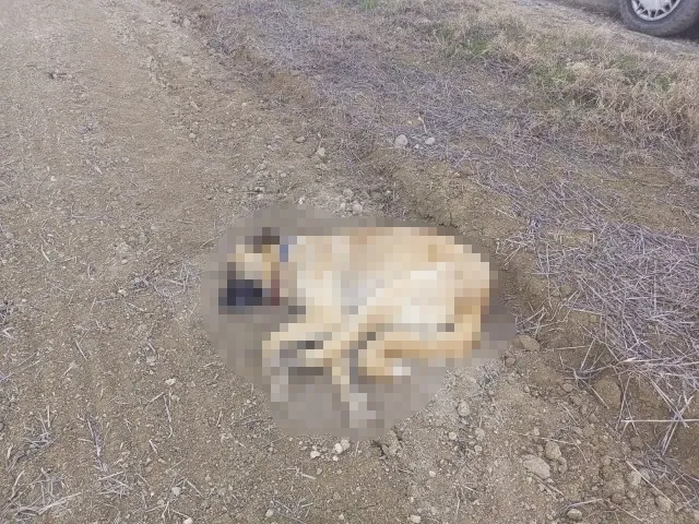 Son dakika: Çorum’da 2 köpek tüfekle vurularak telef edildi - 1