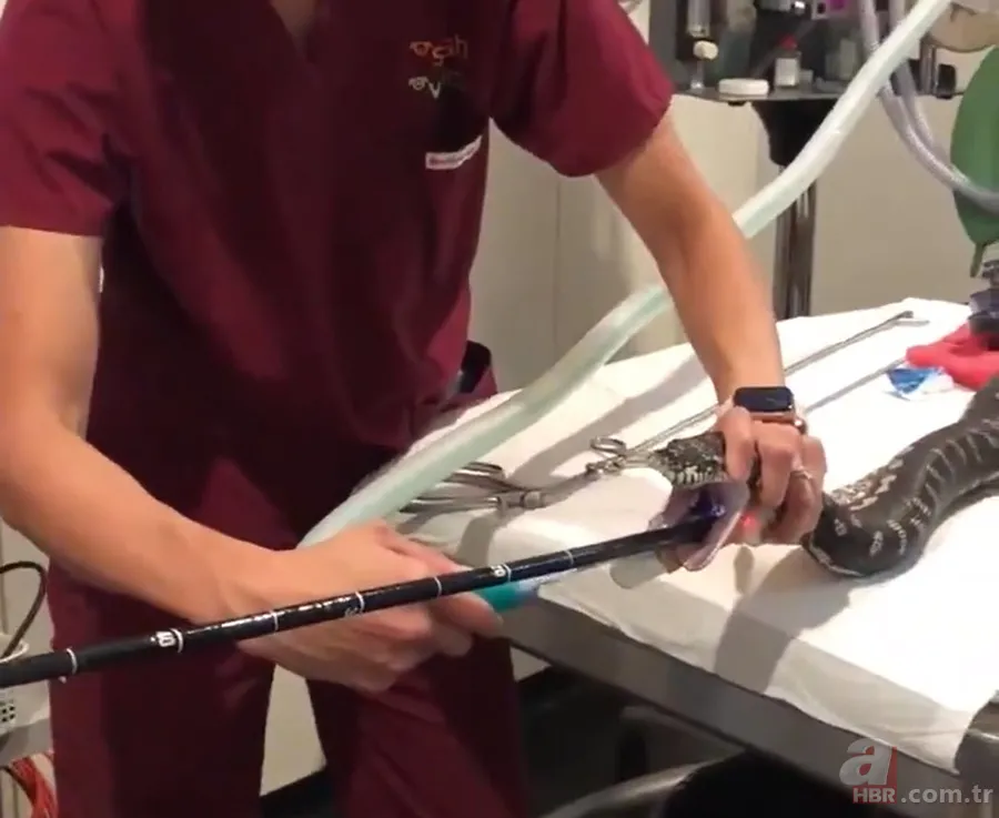 Bir yılan bunu neden yer? Pitonu ameliyat eden veterinerlerden sevinç çığlıkları 6