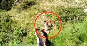 Görüntüler Türkiye’den! Belgeselleri aratmadı