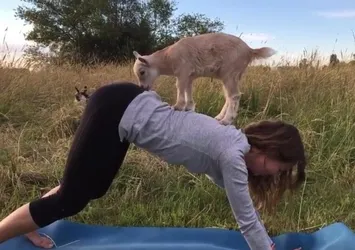 Yeni moda keçi yogası