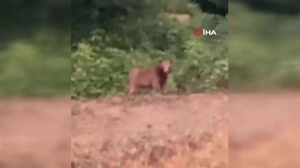 Rize’de vatandaş önüne çıkan ayıyı ‘kışt’ diyerek kovmaya çalıştı
