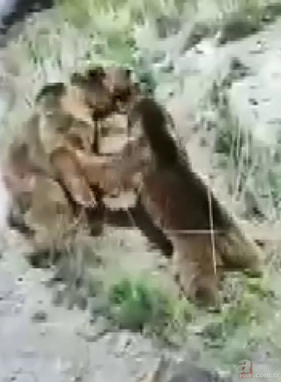 Vahşi doğada ölümcül karşılaşma! Ayı yavrularını… 4