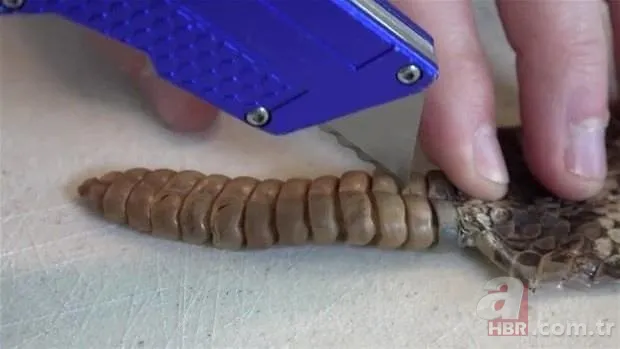 Otomobilde yılan paniği 21