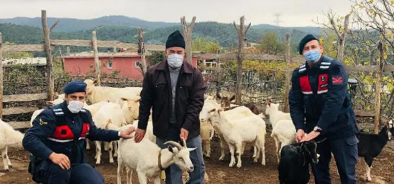 Çanakkale’da jandarma kayıp koyunları drone ile buldu