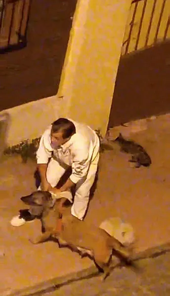 Beyoğlu'nda köpek paniği! Kedilere saldırdı - 1