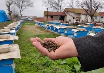 Korkutan olay! Kış uykusuna yatamadılar toplu halde ölüyorlar