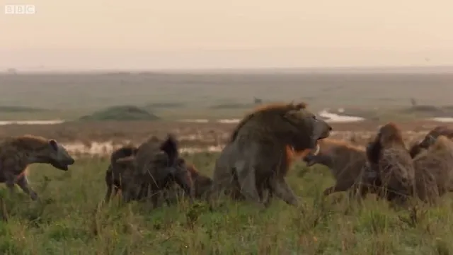 Sırtlanların arasında tek başına kalan aslanın mucize kurtuluşu! Son anda öyle şeyler oldu ki... 