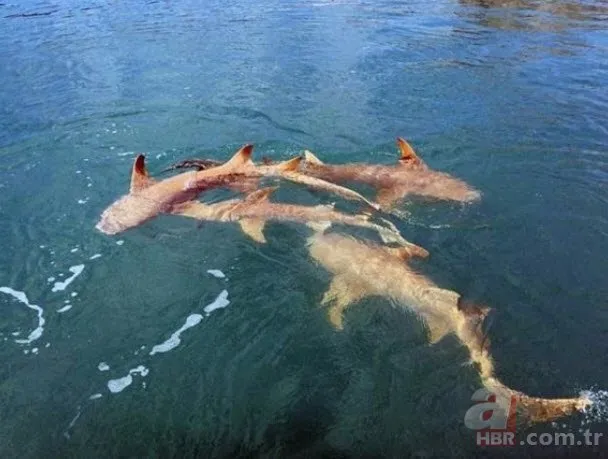 Vahşi doğada timsah ve köpek balığının inanılmaz karşılaşması!