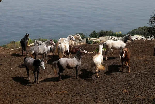 İBB’nin Büyükada’daki at hapishanesine tepki! İBB atları ölüme terk etti