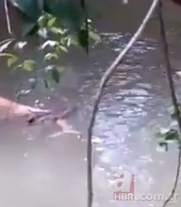 Kızgın boğa sahibine dehşeti yaşattı! 800 kiloluk Mosso böyle saldırdı 🐂 23