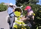 İzmirde satsuma hasadı başladı