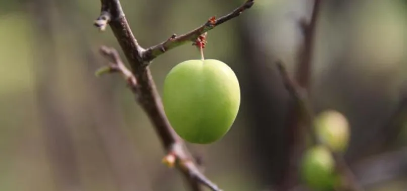 Mersin'de yılın ilk erik hasadı yapıldı! Kilosu 500 liraya satıldı
