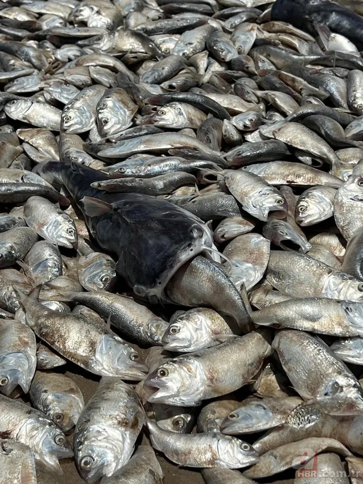 Binlerce ölü balık kıyıya vurdu! Halka uyarı yapıldı: Plajlara gitmeyin