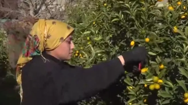 Ege’de kumkat hasadı başladı