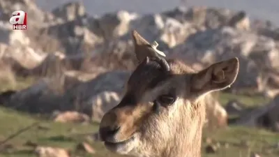 Hatay’ın Gazella Gazella Dağ Ceylanları