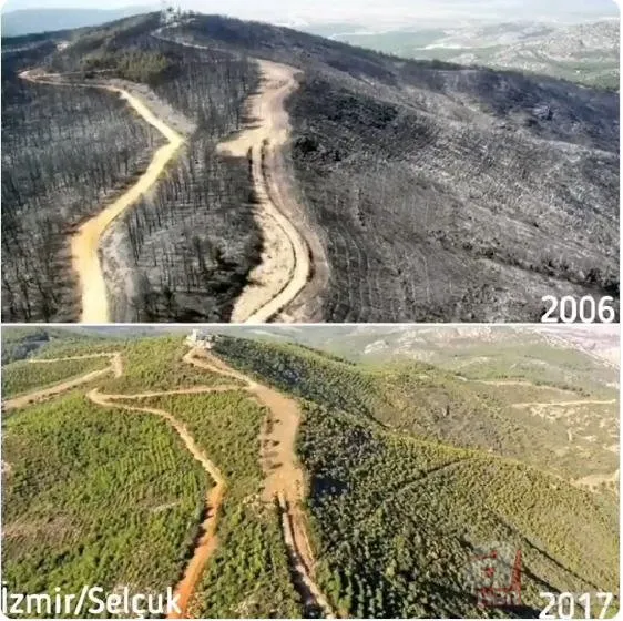 Yanan ormanlık alanlar yeşillendiriliyor! Yanan ormanlarla ilgili Hükümet’i suçlayanları utandıracak görüntüler