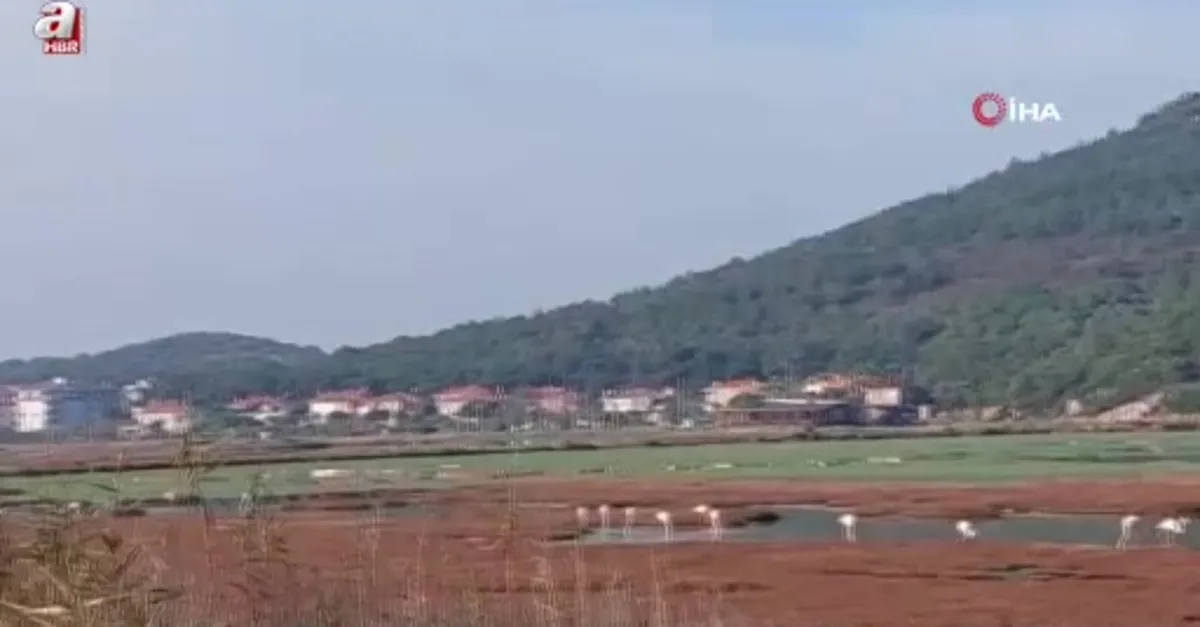 Yaban ördekleri suyla buluştu