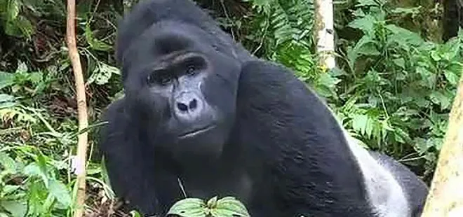 ABD’deki hayvanat bahçesinde 13 goril koronavirüse yakalandı: Antikorlarla tedavi uygulandı