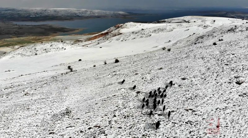 Elazığ'da domuz sürüsü drone ile görüntülendi 5