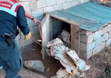 Van'da şaşkına çeviren olay! Kurdu zincire bağladı ceza yağdı
