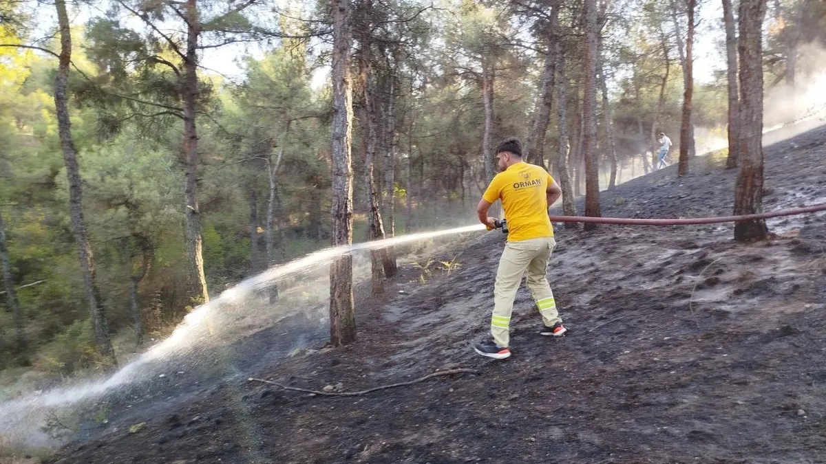 Sinop'ta çıkan orman yangını söndürüldü