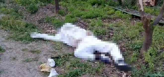 Arı sokması sonucu hayatını kaybetti