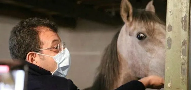 Son dakika | CHP’li İBB’nin iş bilmezliği faciaya neden oldu! İşte feci şekilde can veren at skandalında gerçekler