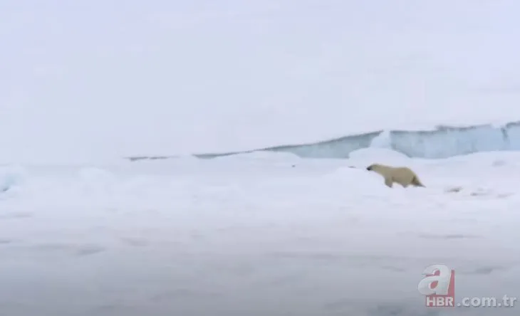 Kutup ayısı belgeselciyi canlı canlı parçalamaya çalıştı! O anlar böyle görüntülendi...