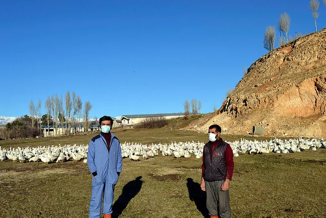 Vanlı siyasal mezunu Cihat Çiftçi kaz yetiştiricisi oldu! Yurt içi ve yurt dışına civciv göndermeye başladı - 2