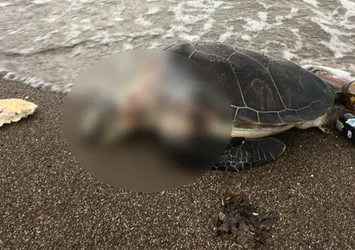 Marmaris'te yeni bir Caretta Caretta faciası!