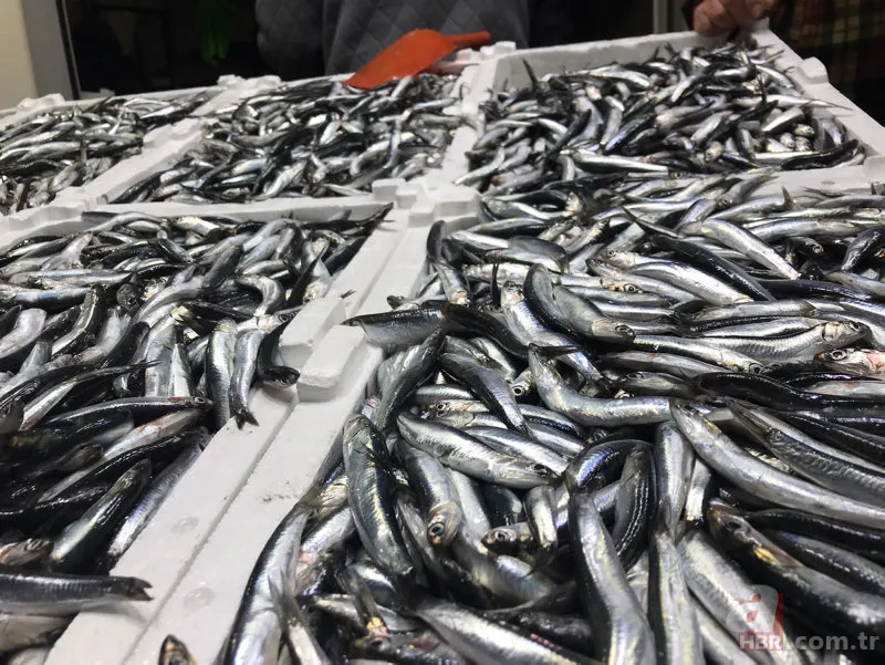 Uzmanlardan hamsi uyarısı! "1 yıl avlanmasın..." 6