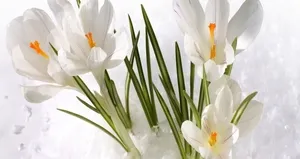 Sakın çayını içmeyin!