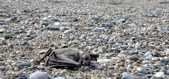 Antalya’da ölü yarasalar paniğe neden oldu!