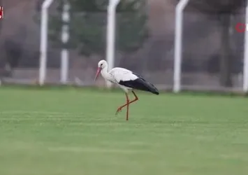 'Yiğido Leylek' yine Sivasspor Tesisleri'nde