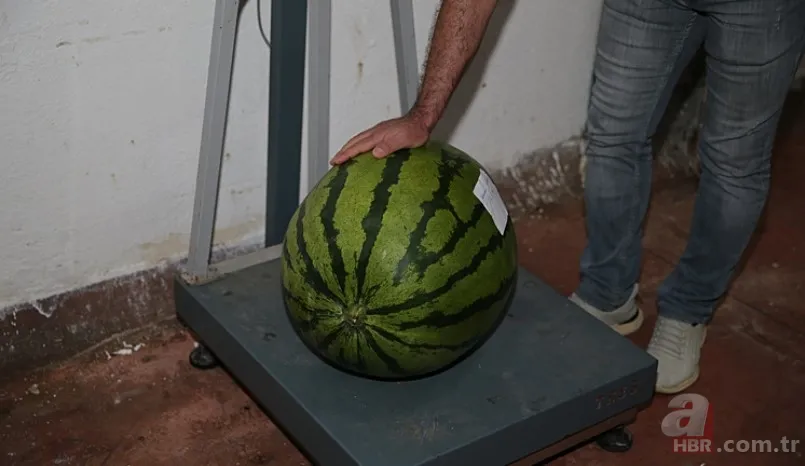 Güvercin gübresi ile özel olarak üretildi! Sır gibi saklanan 64 adet karpuz korumaya alındı: Nedeni şaşkına çevirdi 6
