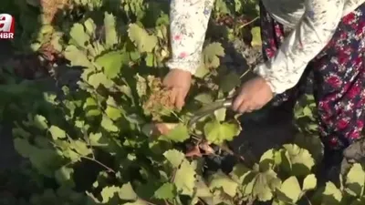 Kavacık üzümünde bağ bozumu