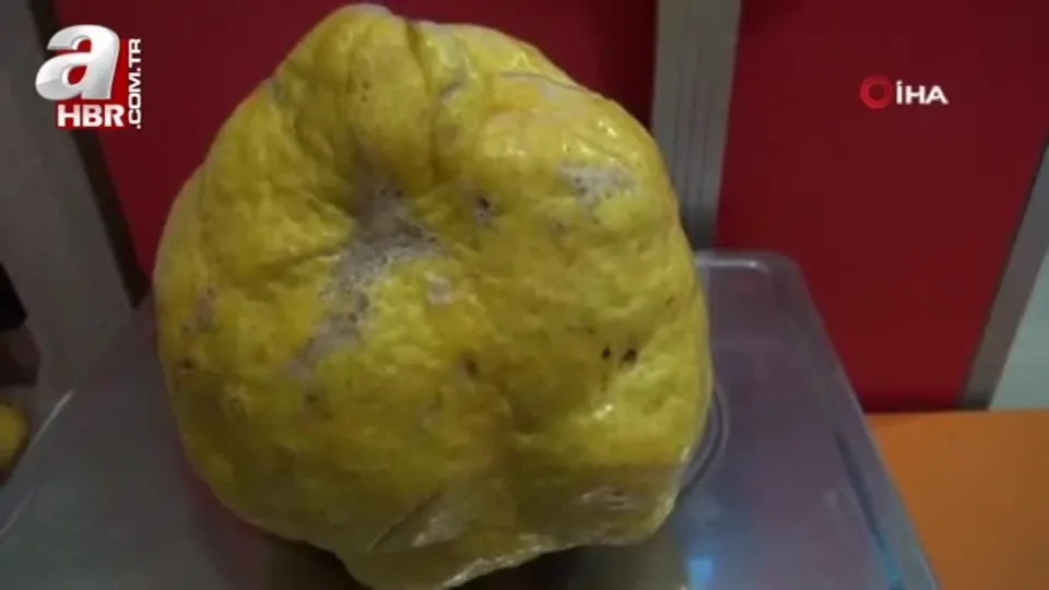 Türkiye’nin en büyük limonu 2 kilo 40 gram