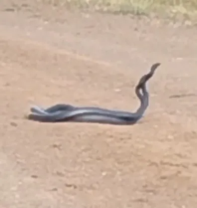 bingolde-yol-uzerinde-yilanlarin-dansi-kamerada-1656338009741.jpg Bingöl’de yol üzerinde yılanların dansı kamerada🐍 - 1