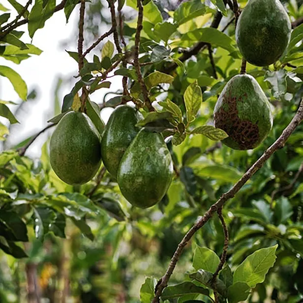 Antalya, Muğla ve Mersin’de yetişiyor! Sağlığa faydası saymakla bitmiyor! Amerika’da girmediği ev yok!