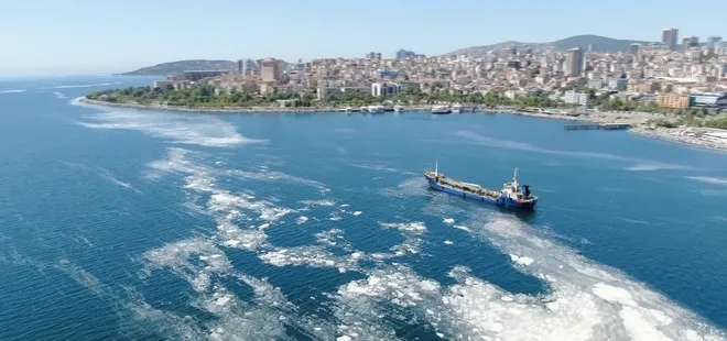 3 ay önce ortaya çıktı! İstanbul sahillerini istila etti