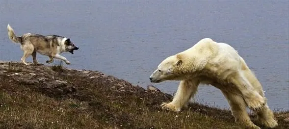 Köpekler kutup ayısına karşı