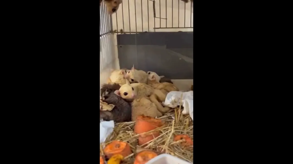 Isparta'da 33 şeker planörü ve 2 Arap tavşanı ele geçirildi